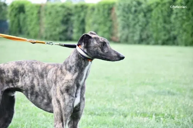 adoption day greyhound 16 maggio 2020 38