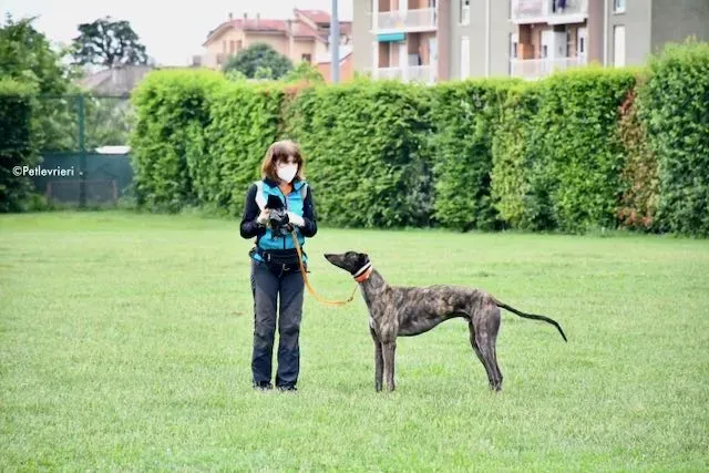 adoption day greyhound 16 maggio 2020 41