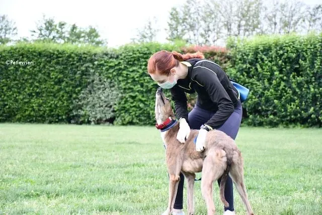 adoption day greyhound 16 maggio 2020 43