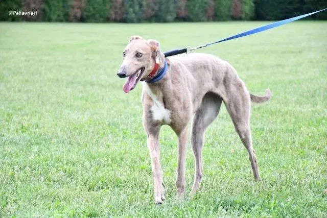 adoption day greyhound 16 maggio 2020 46