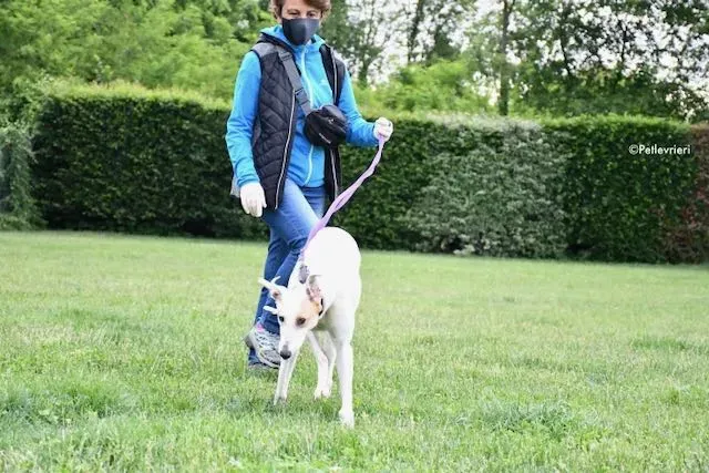 adoption day greyhound 16 maggio 2020 48