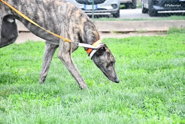 adoption day greyhound 16 maggio 2020 50