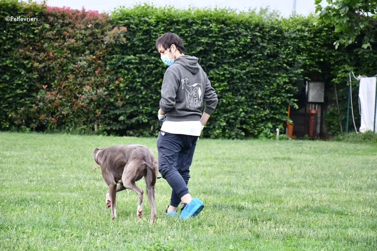 adoption day greyhound 16 maggio 2020 54