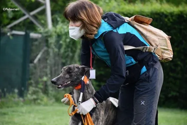 adoption day greyhound 16 maggio 2020 56