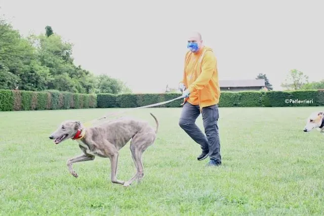 adoption day greyhound 16 maggio 2020 58