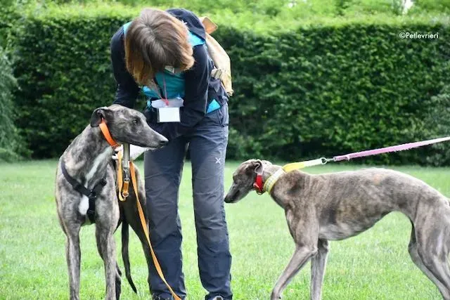 adoption day greyhound 16 maggio 2020 60