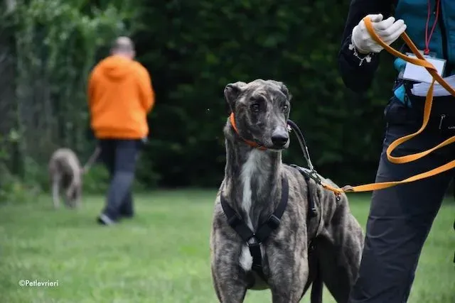 adoption day greyhound 16 maggio 2020 61
