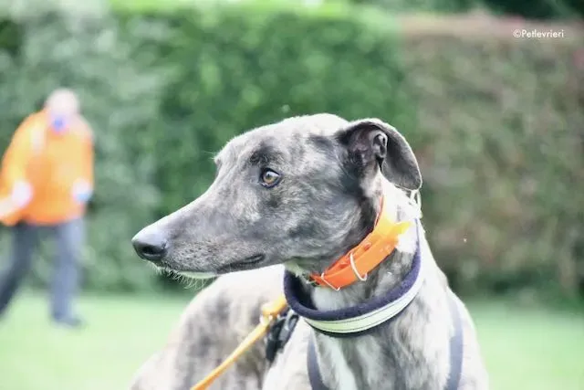 adoption day greyhound 16 maggio 2020 62