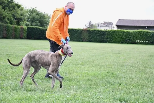 adoption day greyhound 16 maggio 2020 64