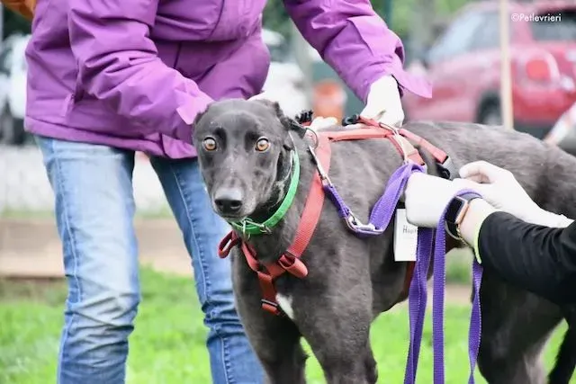 adoption day greyhound 16 maggio 2020 65
