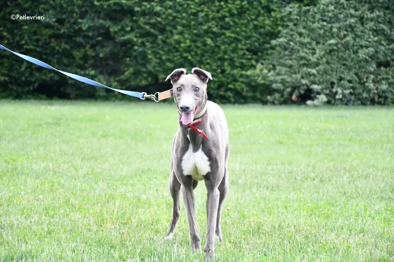 adoption day greyhound 16 maggio 2020 68