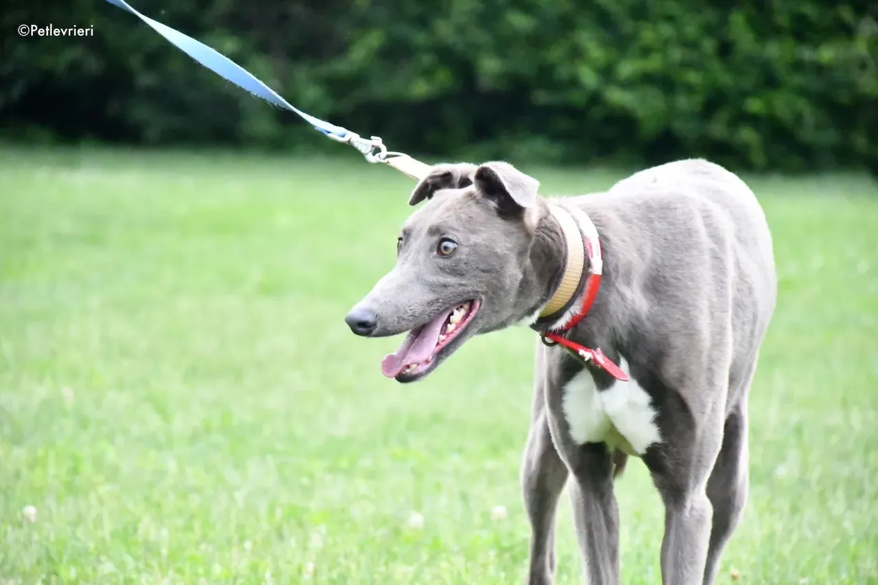 adoption day greyhound 16 maggio 2020 66