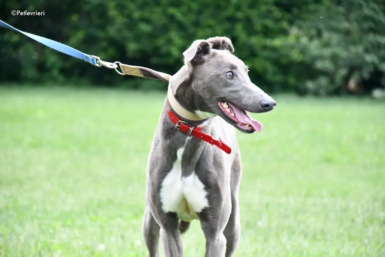 adoption day greyhound 16 maggio 2020 67