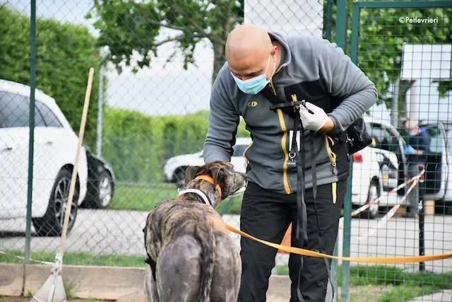 adoption day greyhound 16 maggio 2020 73