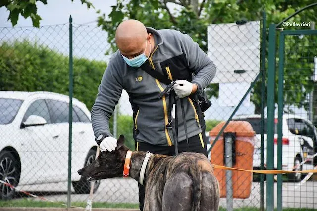 adoption day greyhound 16 maggio 2020 74