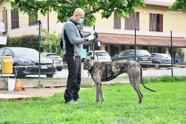 adoption day greyhound 16 maggio 2020 75