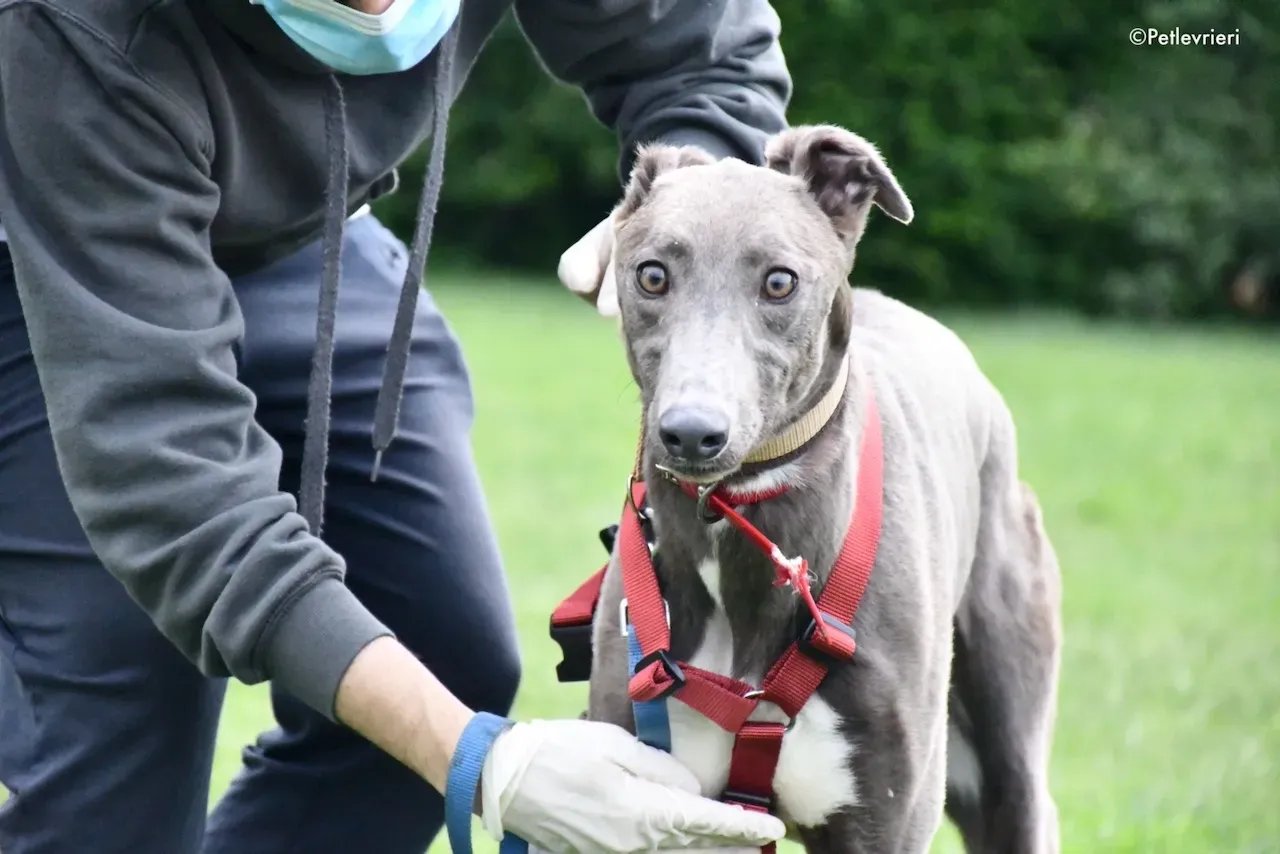 adoption day greyhound 16 maggio 2020 69