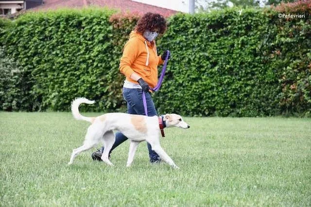 adoption day greyhound 16 maggio 2020 79