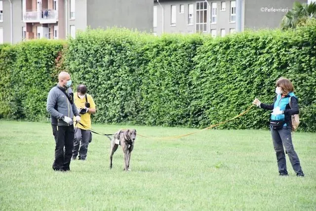 adoption day greyhound 16 maggio 2020 80