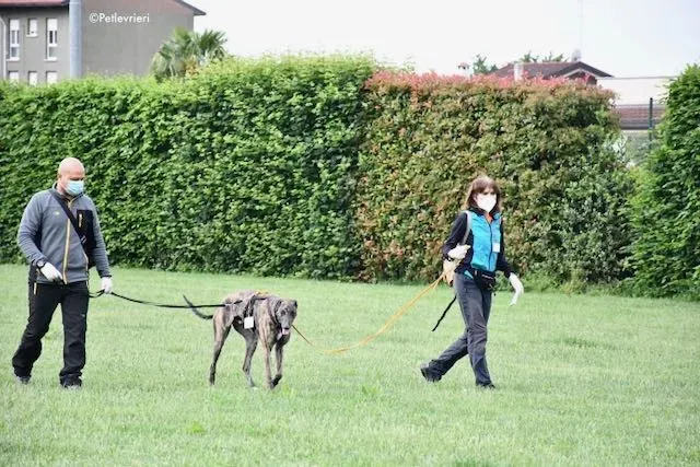 adoption day greyhound 16 maggio 2020 81