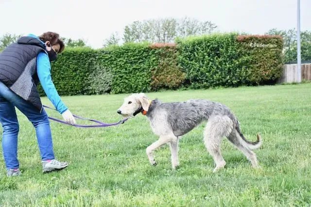 adoption day greyhound 16 maggio 2020 83