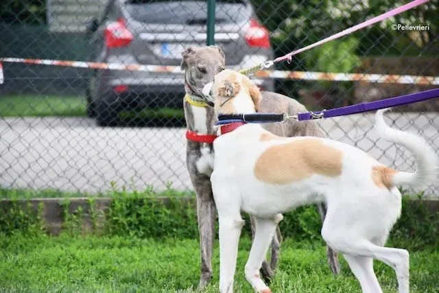 adoption day greyhound 16 maggio 2020 84