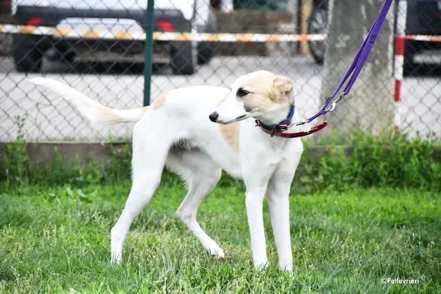 adoption day greyhound 16 maggio 2020 85
