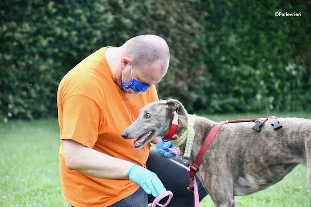 adoption day greyhound 16 maggio 2020 89