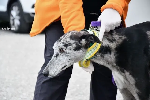 adoption day greyhound 16 maggio 2020 9