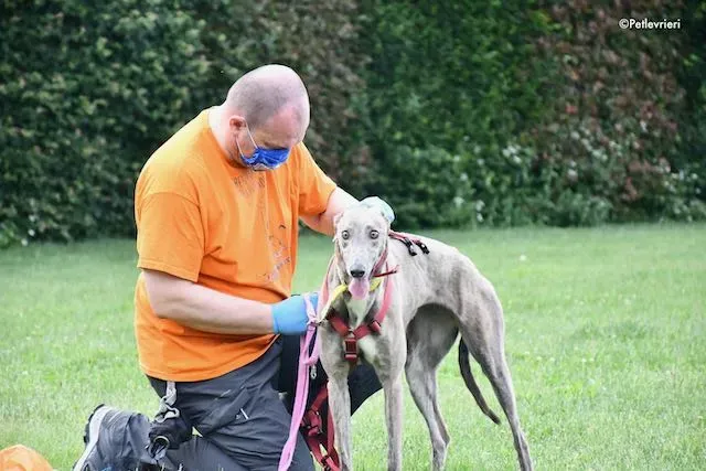 adoption day greyhound 16 maggio 2020 90