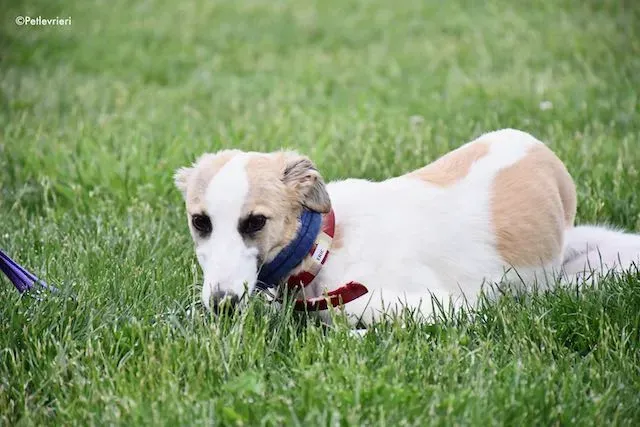 adoption day greyhound 16 maggio 2020 91