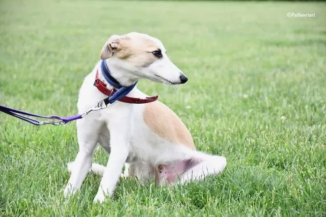 adoption day greyhound 16 maggio 2020 92