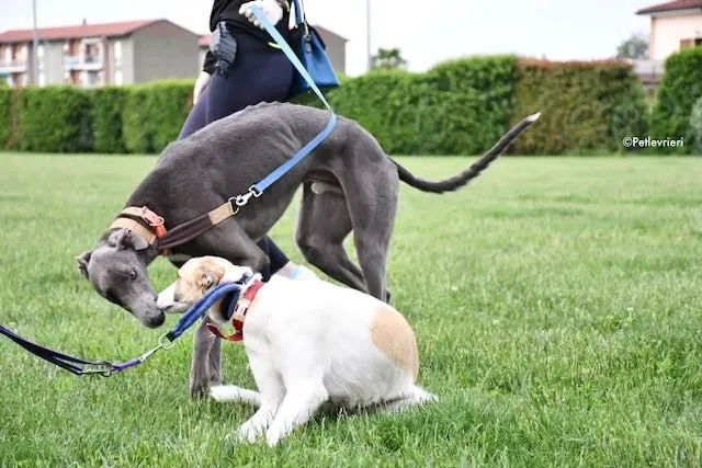 adoption day greyhound 16 maggio 2020 93