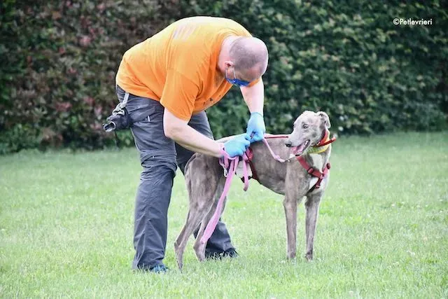 adoption day greyhound 16 maggio 2020 96