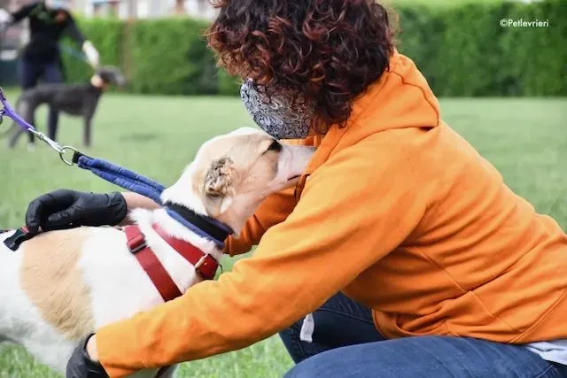 adoption day greyhound 16 maggio 2020 97