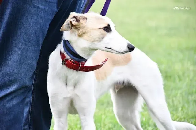 adoption day greyhound 16 maggio 2020 99