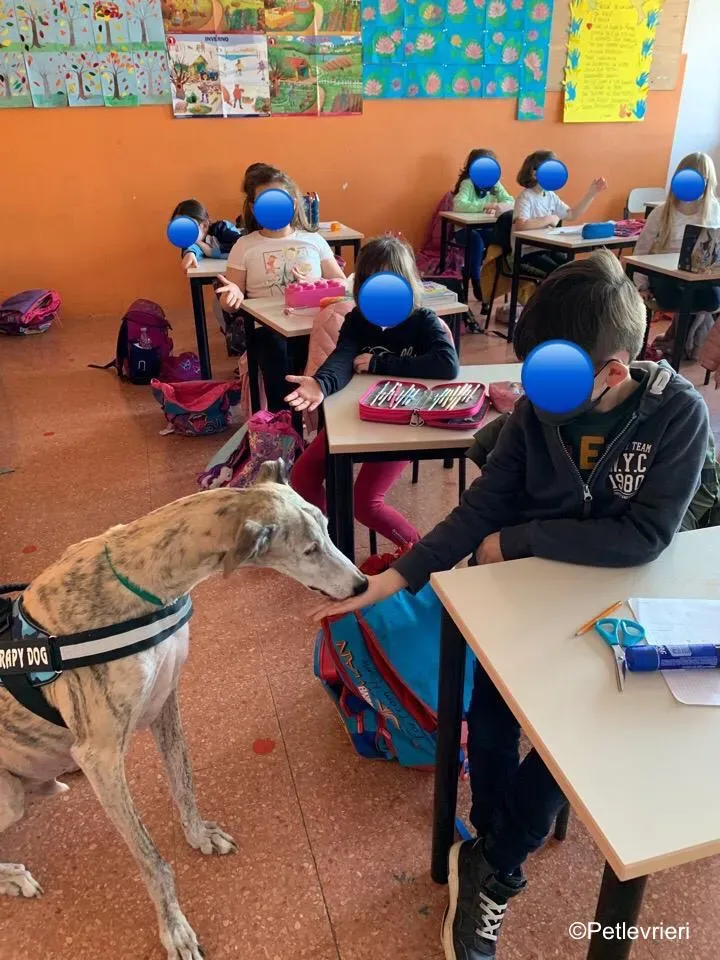 adozione levrieri galgo pet therapy 1