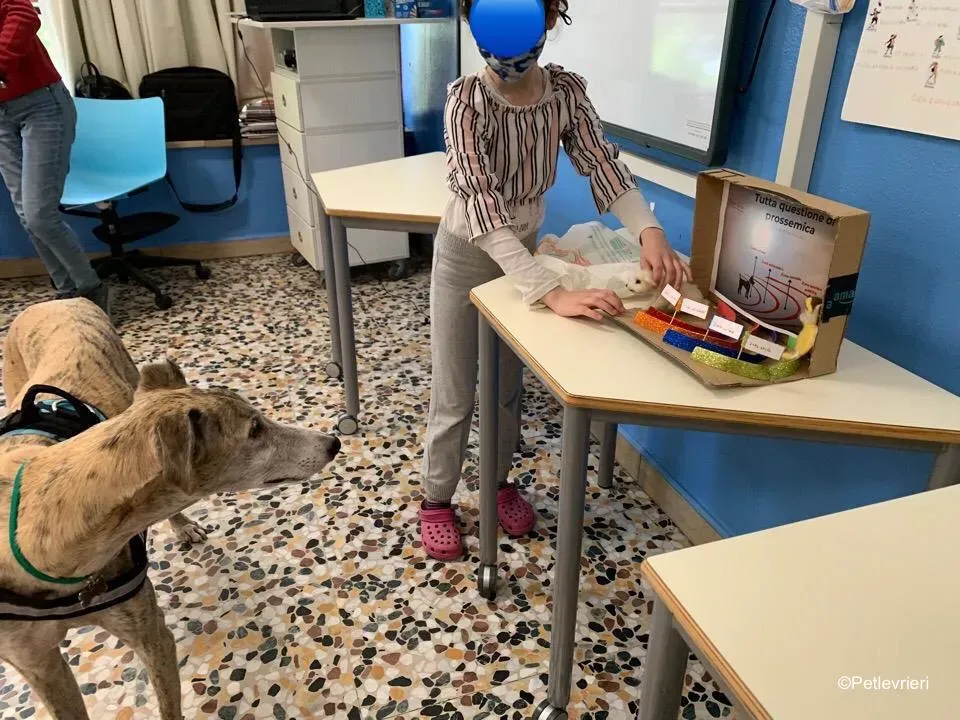 adozione levrieri galgo pet therapy 10