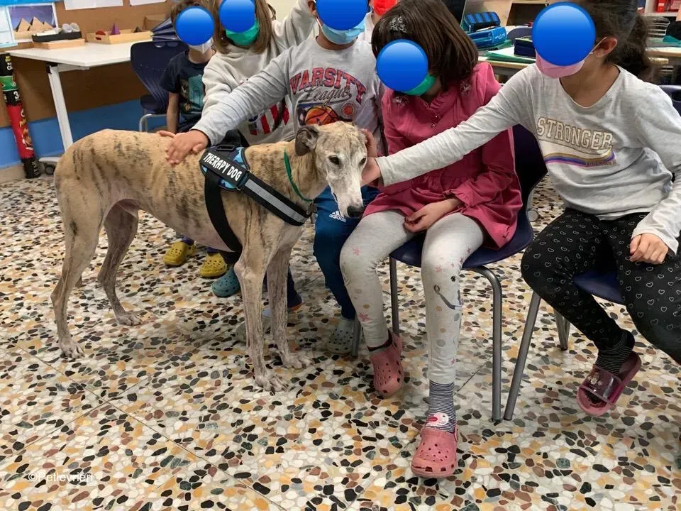 adozione levrieri galgo pet therapy 11