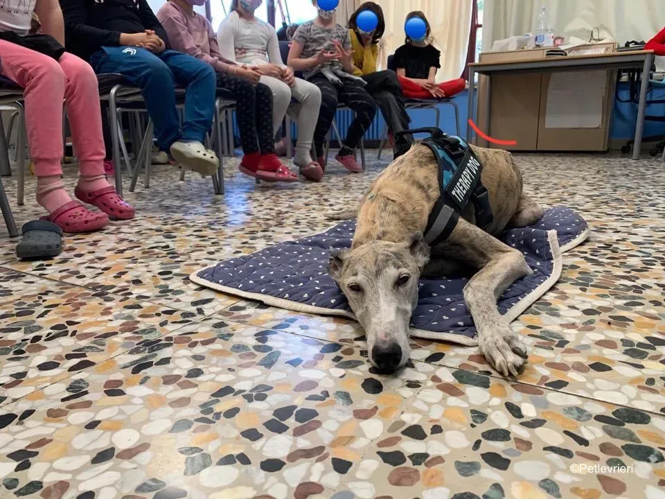 adozione levrieri galgo pet therapy 12