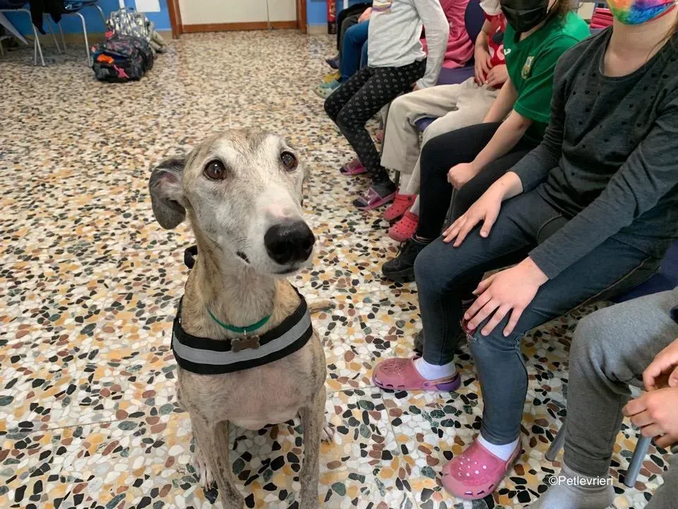 adozione levrieri galgo pet therapy 13