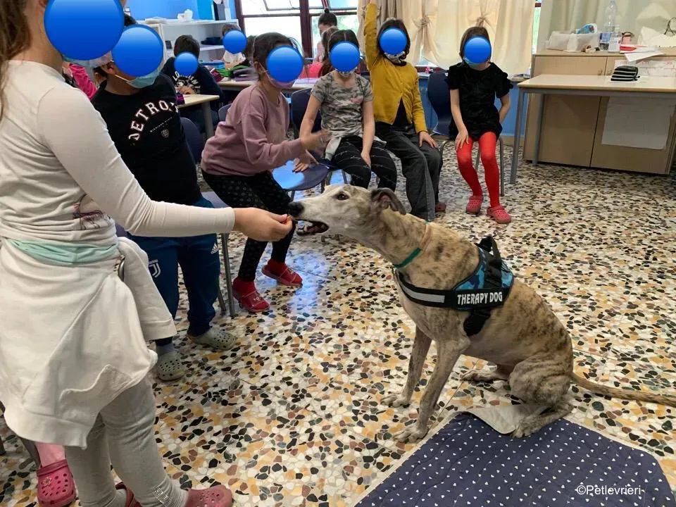 adozione levrieri galgo pet therapy 14