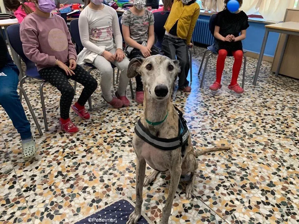 adozione levrieri galgo pet therapy 15 1