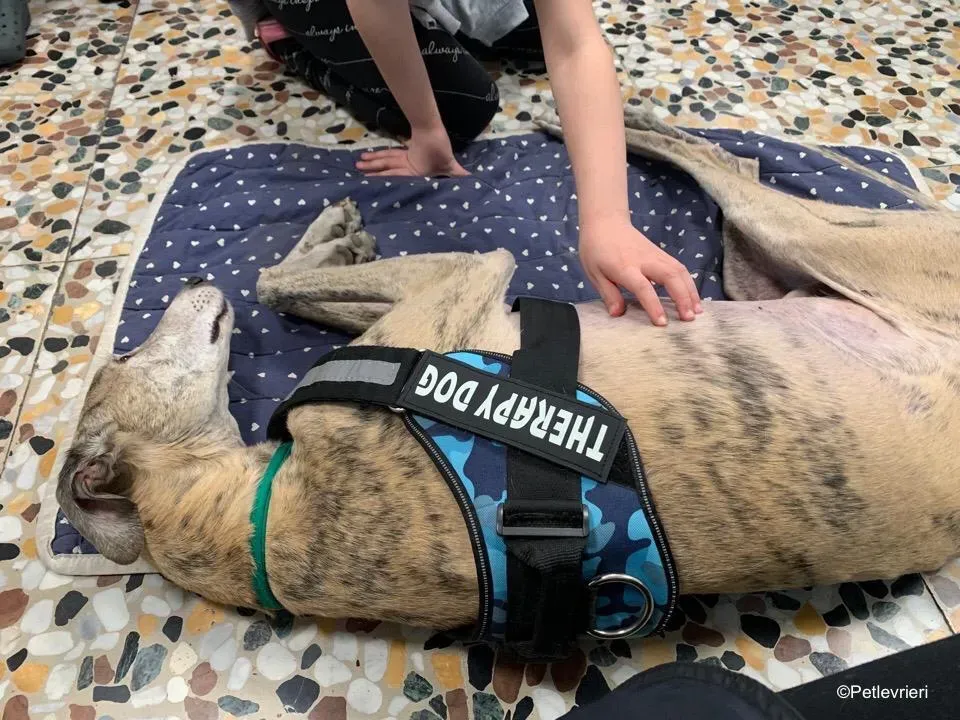 adozione levrieri galgo pet therapy 16