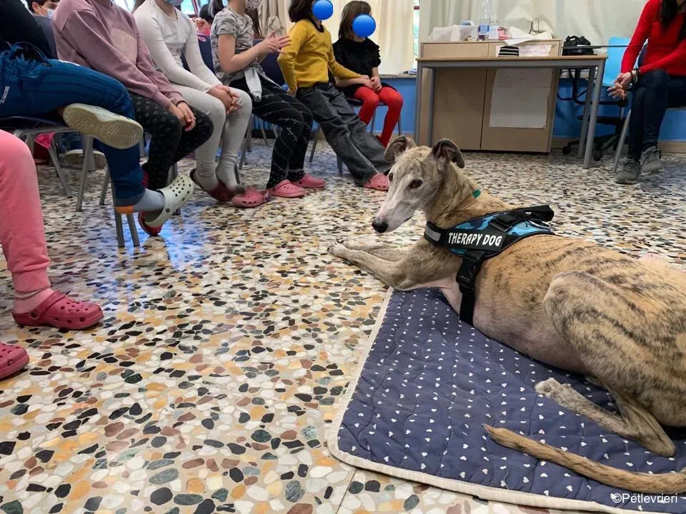 adozione levrieri galgo pet therapy 17