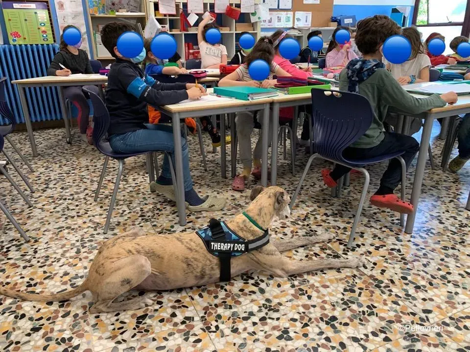 adozione levrieri galgo pet therapy 18