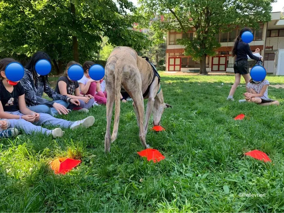 adozione levrieri galgo pet therapy 19