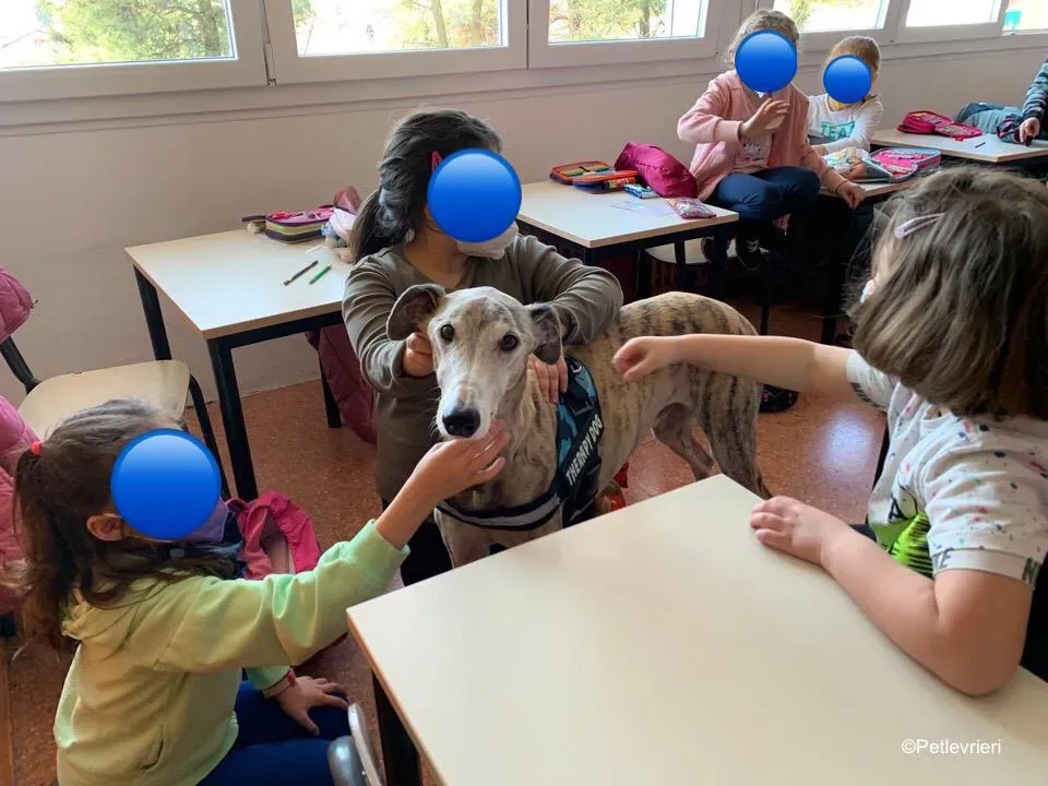 adozione levrieri galgo pet therapy 2