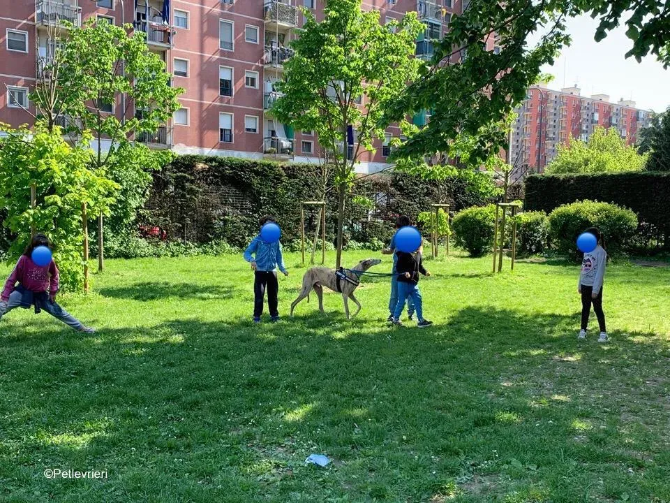 adozione levrieri galgo pet therapy 20
