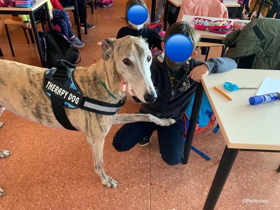 adozione levrieri galgo pet therapy 3